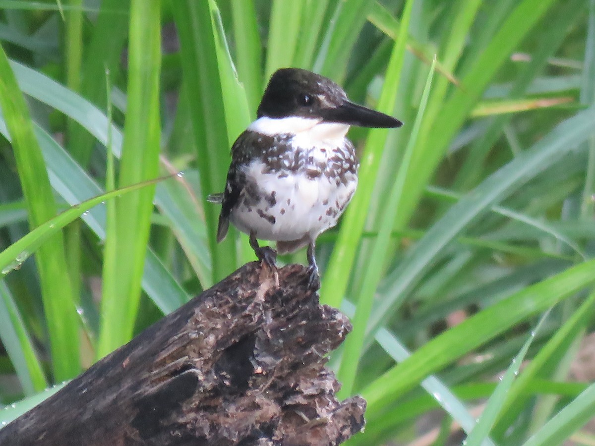 Green Kingfisher - ML638874470