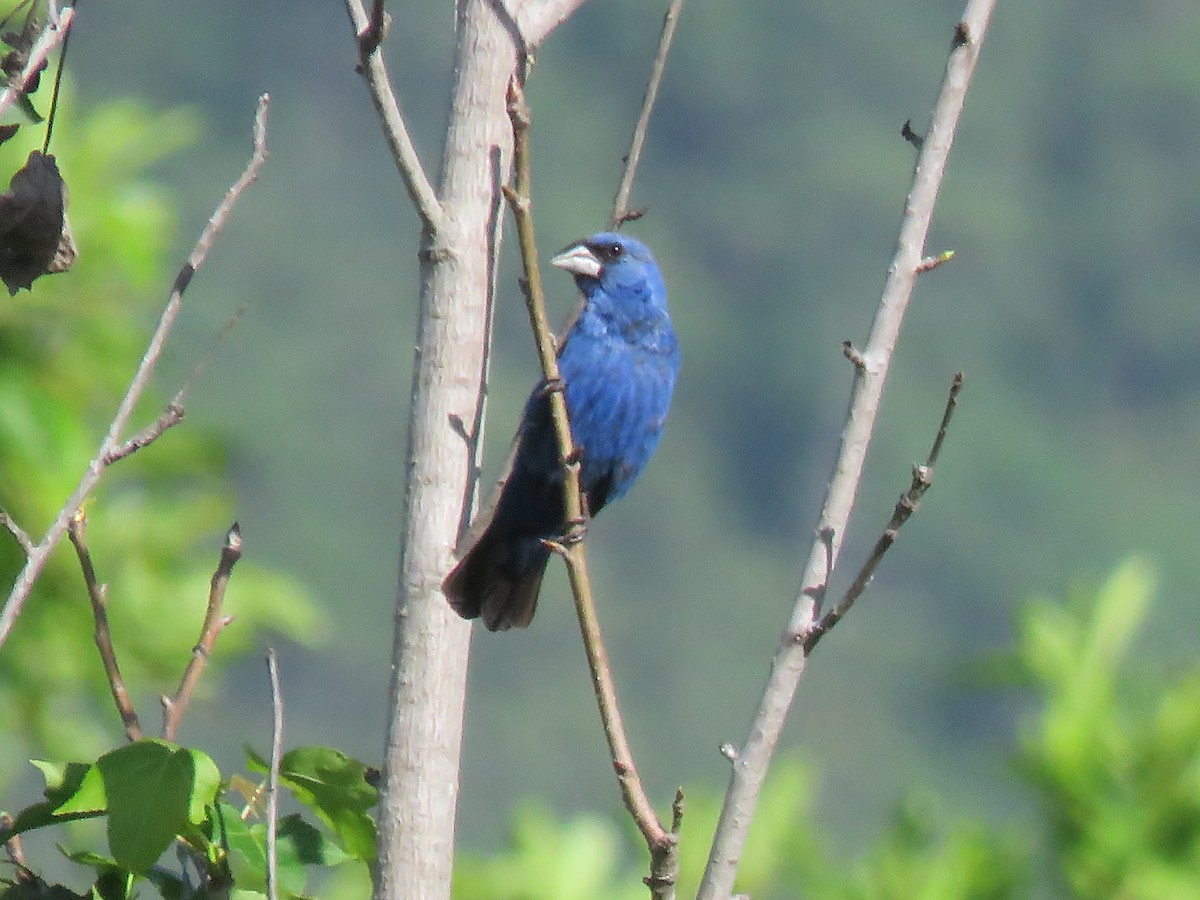 Blue Grosbeak - ML638874482