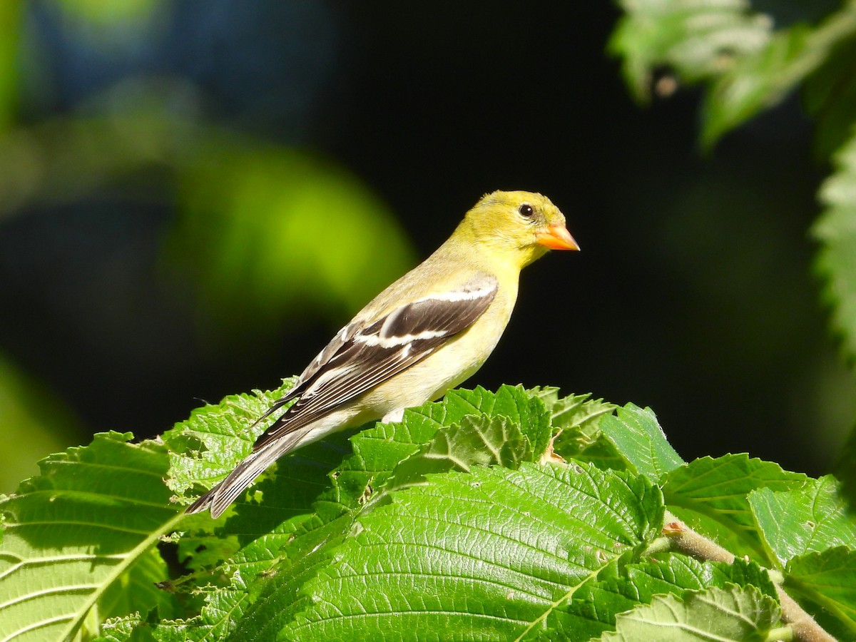 American Goldfinch - ML638874488