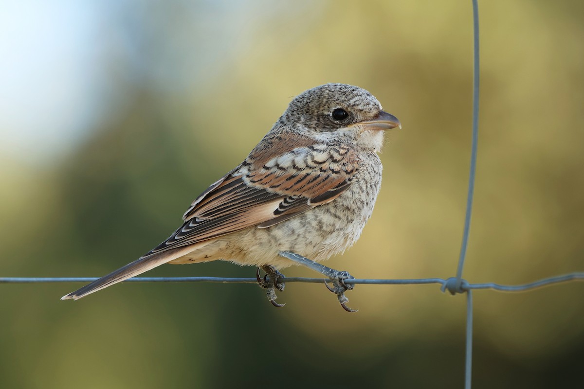 Woodchat Shrike - ML638874501
