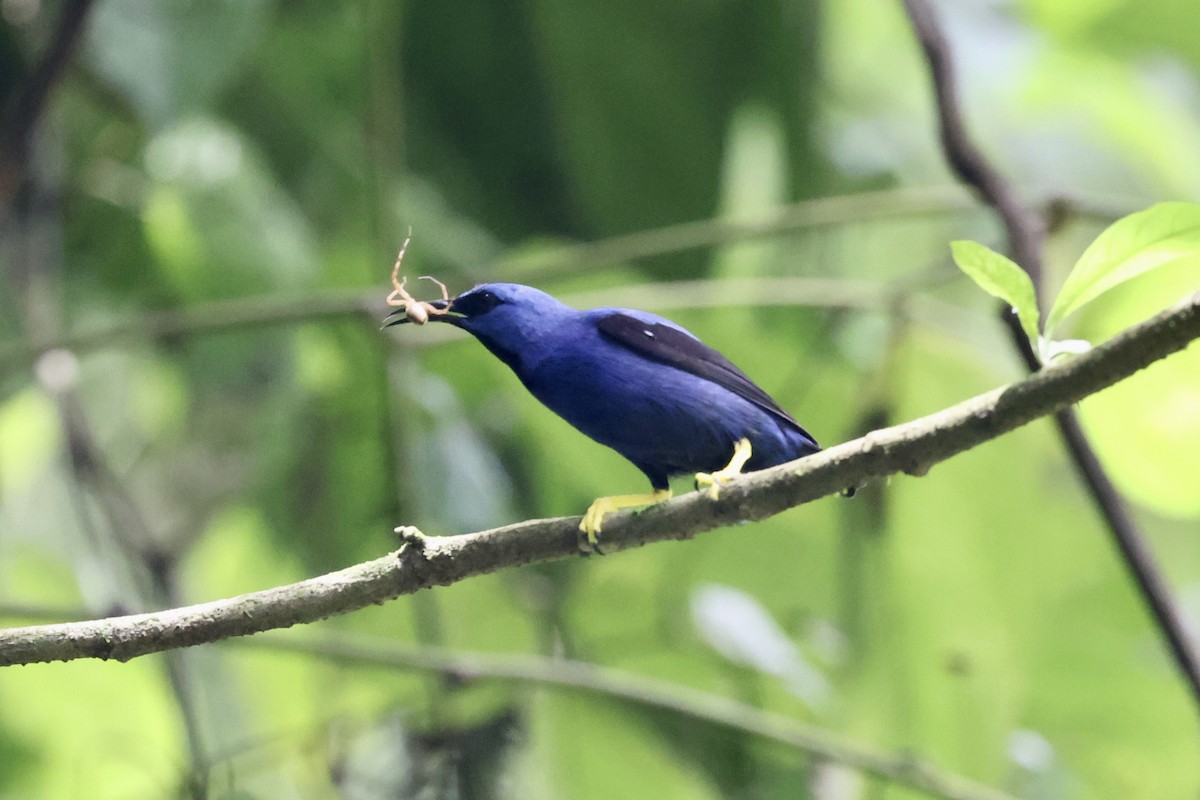Shining Honeycreeper - ML638874645