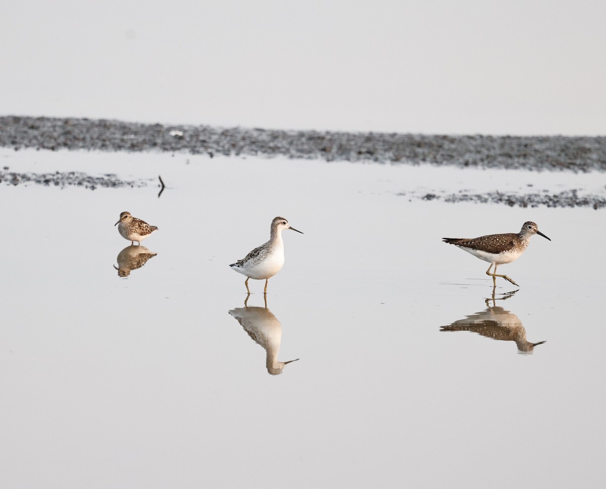 Wilson's Phalarope - ML638874675