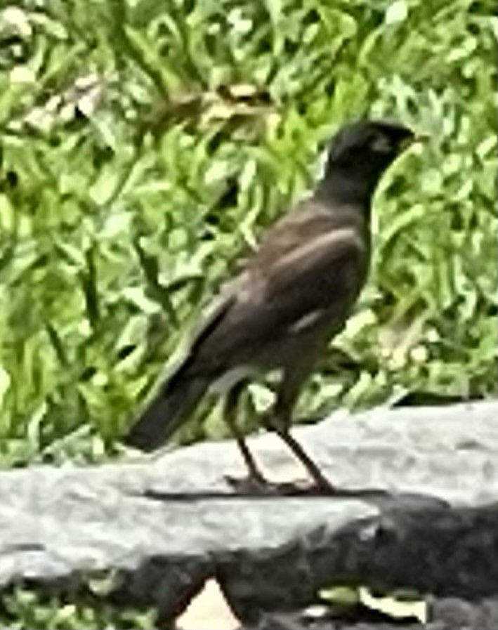 Тольт бор тодол - ML638874752