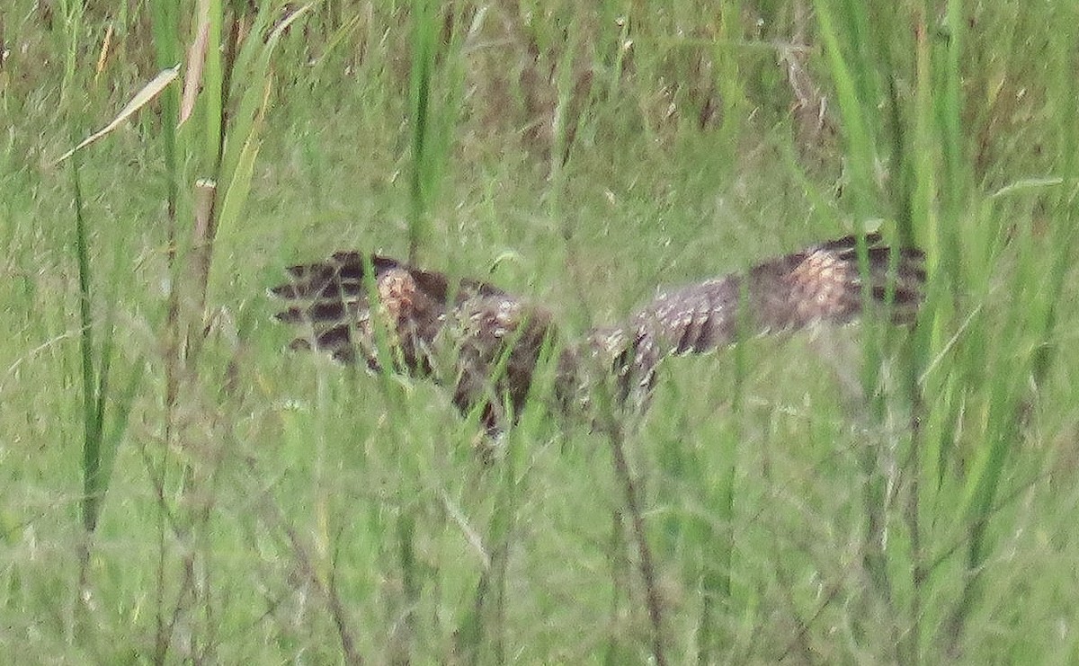Red-shouldered Hawk - ML638874757