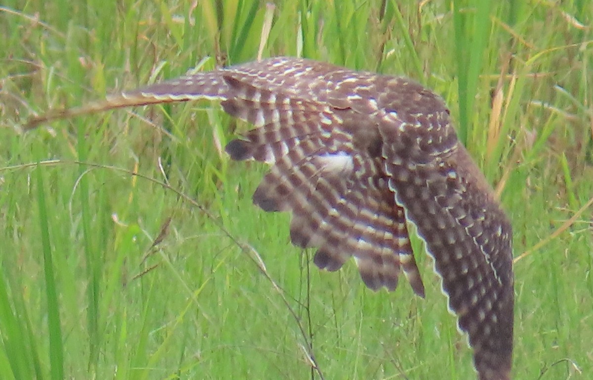 Red-shouldered Hawk - ML638874758