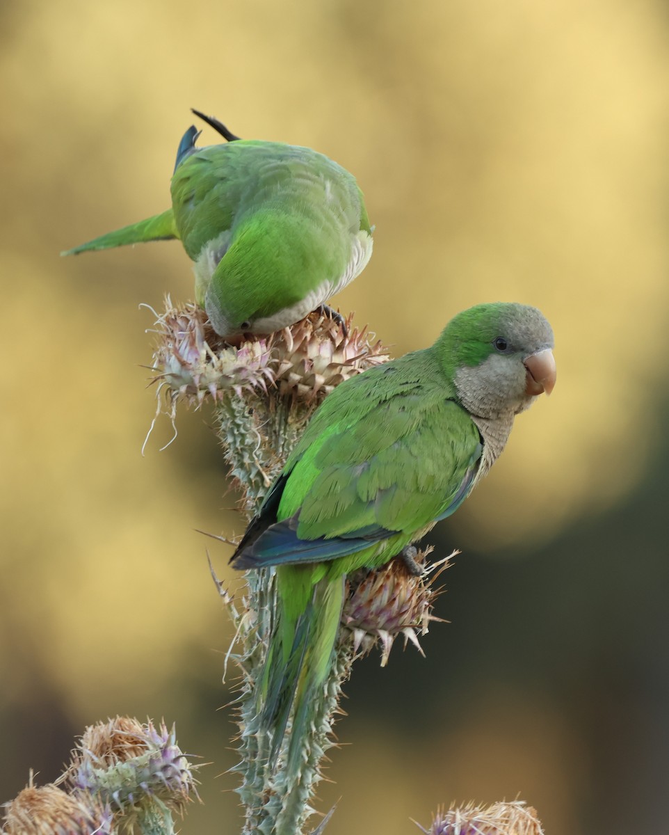 Monk Parakeet - ML638874770