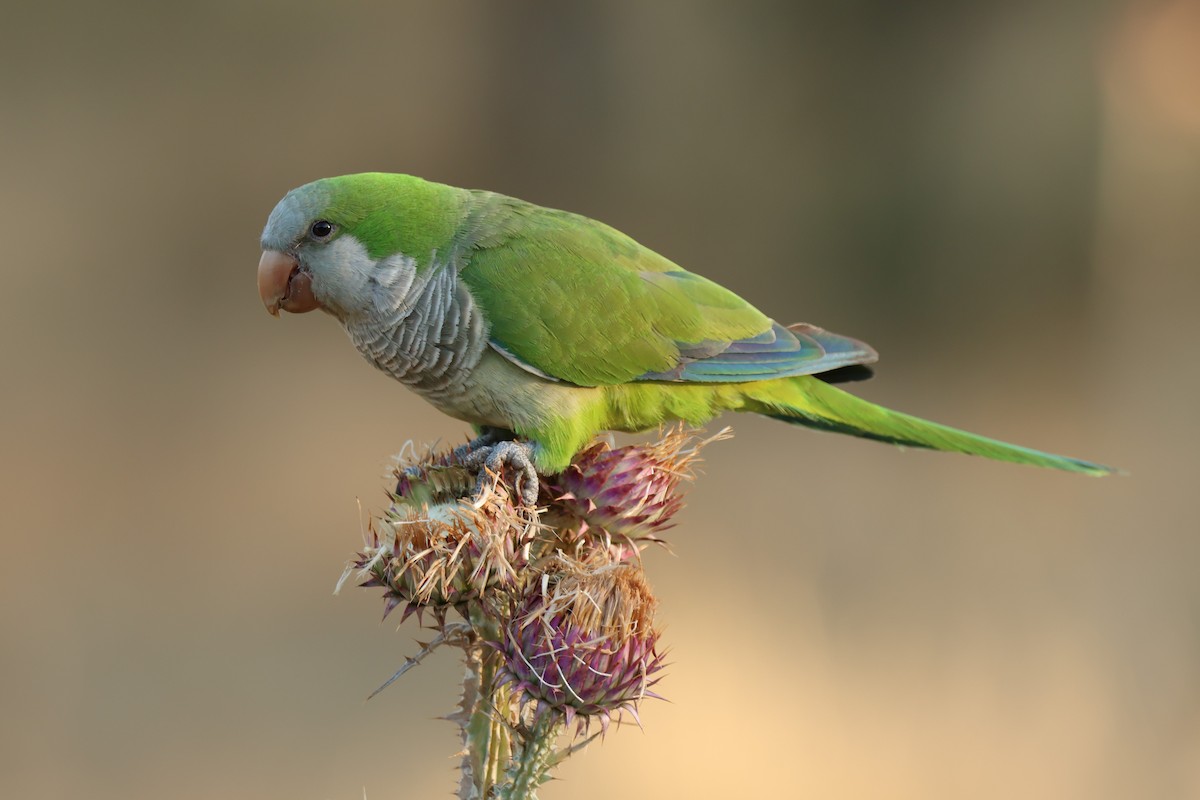 Monk Parakeet - ML638874771