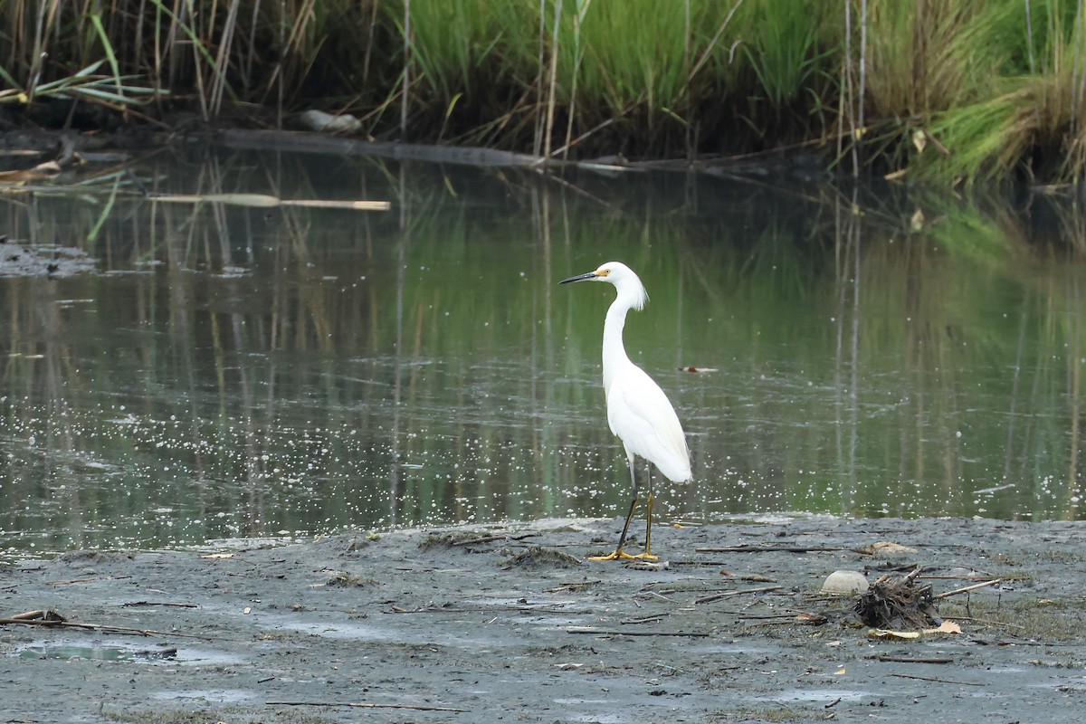 Snowy Egret - ML638874777