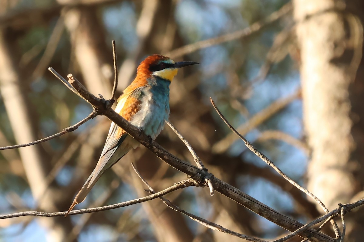 European Bee-eater - ML638874779