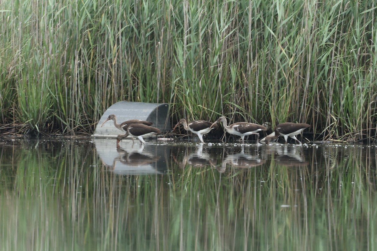 White Ibis - ML638874787