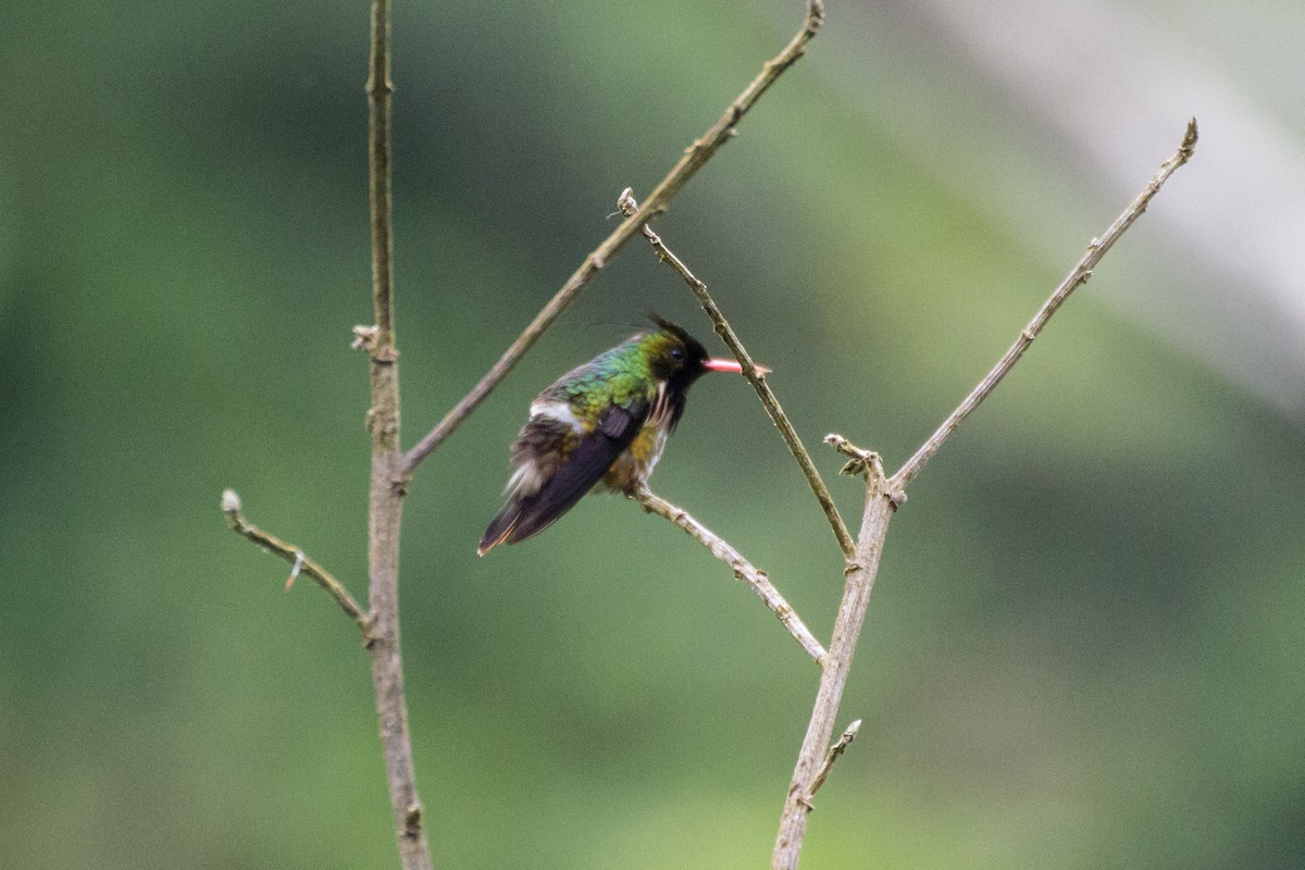 Black-crested Coquette - ML638874797