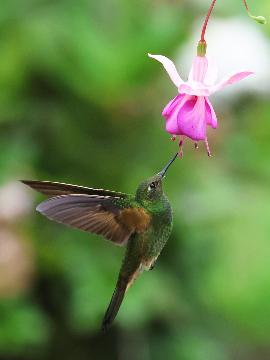 Buff-tailed Coronet - ML638874806