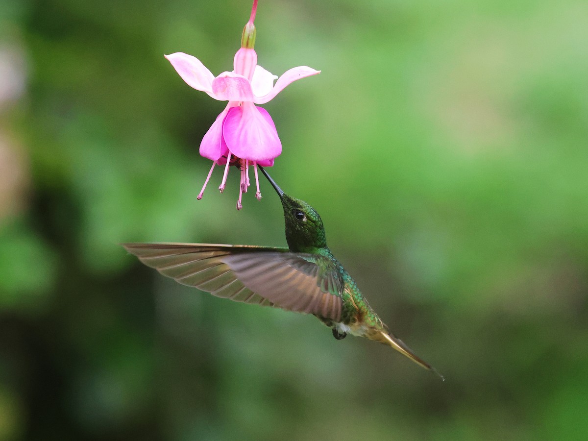 Buff-tailed Coronet - ML638874807