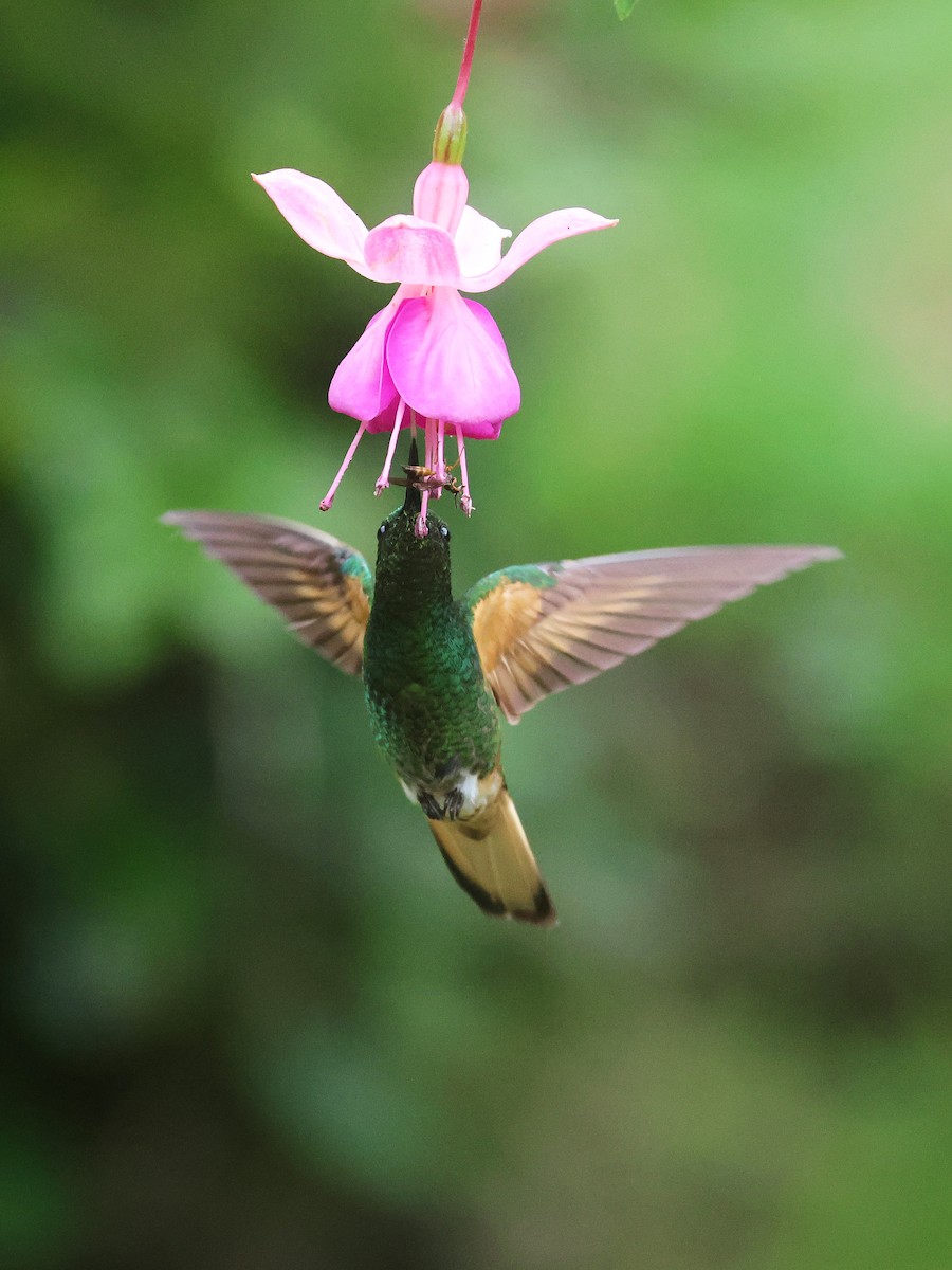 Buff-tailed Coronet - ML638874808