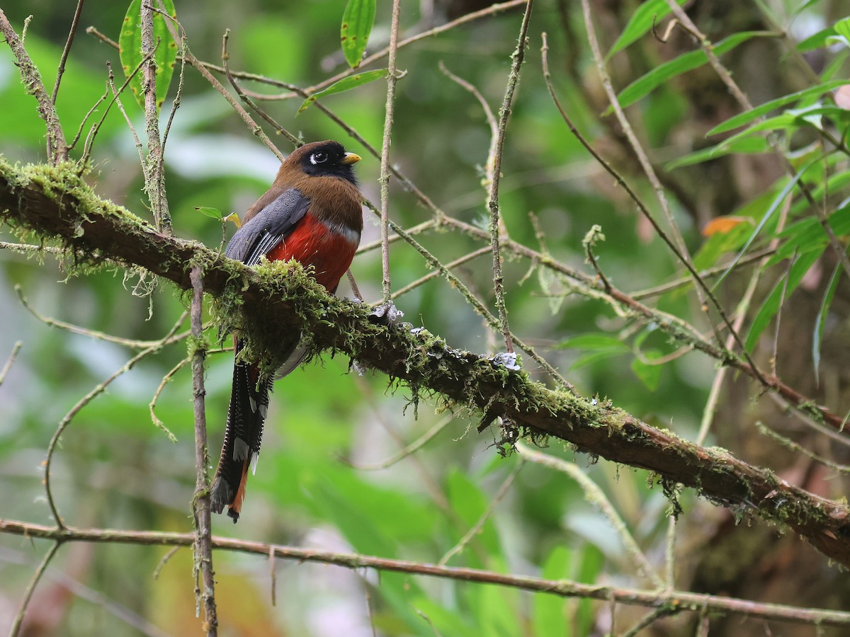 Masked Trogon - ML638874824