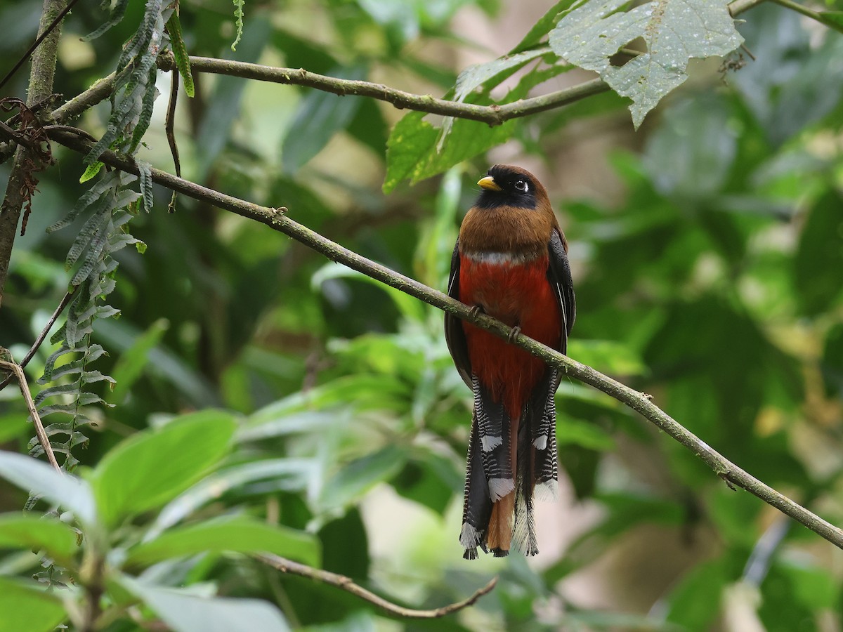 Masked Trogon - ML638874825