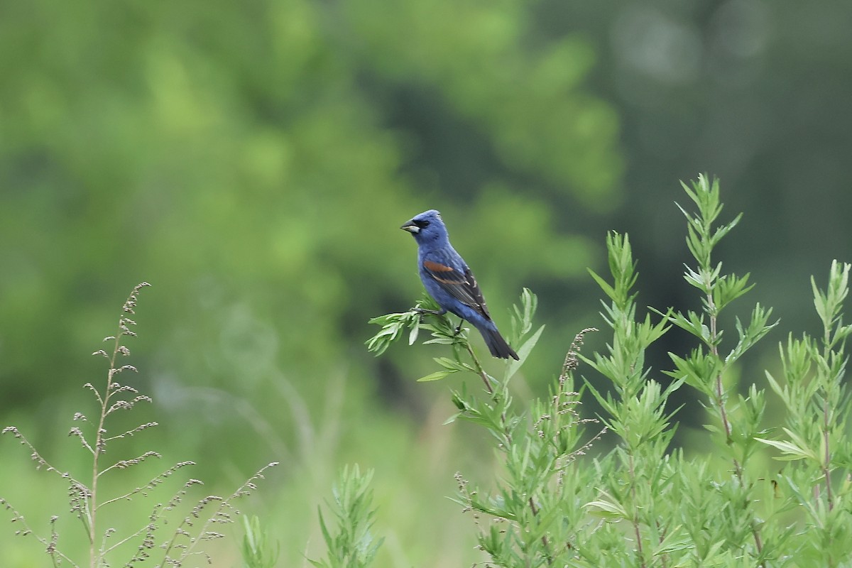 Blue Grosbeak - ML638874829