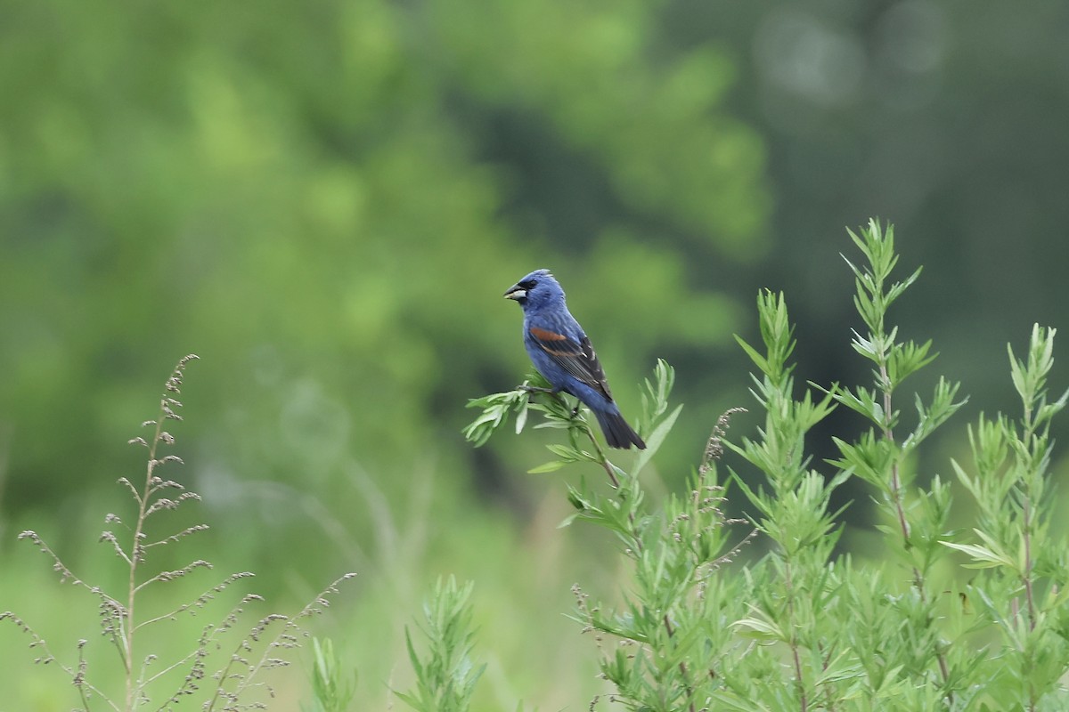 Blue Grosbeak - ML638874831