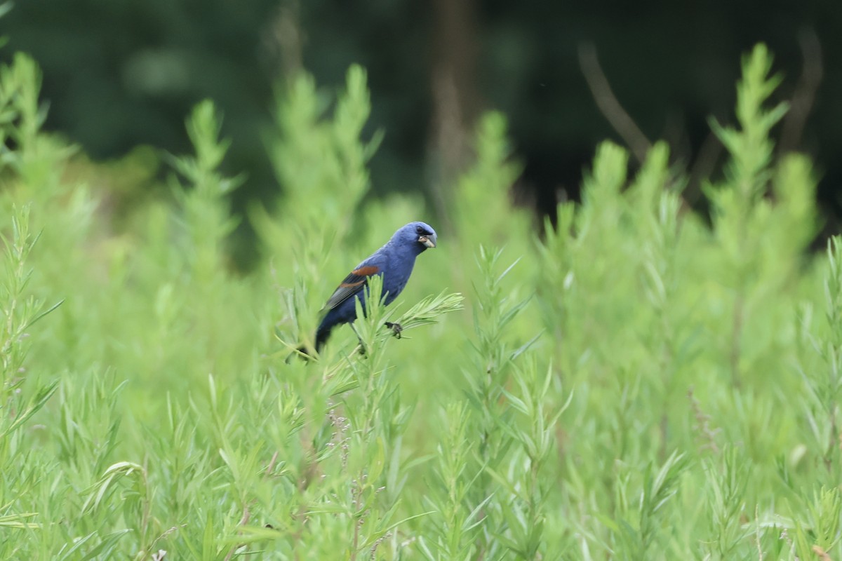Blue Grosbeak - ML638874834