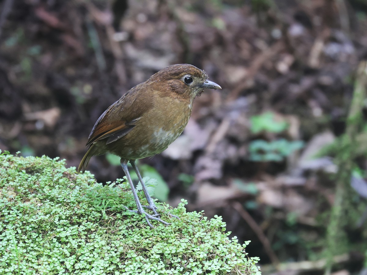 Brown-banded Antpitta - ML638874835