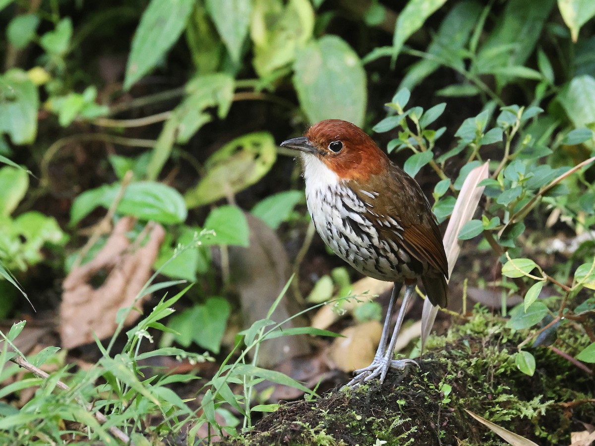 Chestnut-crowned Antpitta - ML638874845