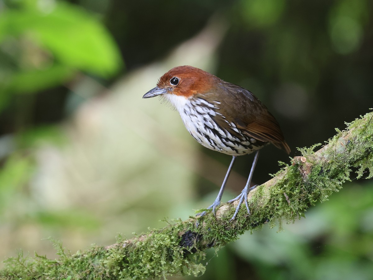 Chestnut-crowned Antpitta - ML638874846