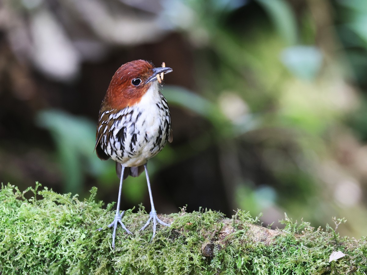 Chestnut-crowned Antpitta - ML638874847