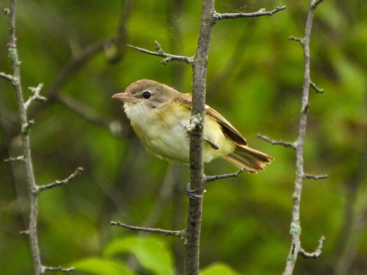 krattvireo - ML638874865