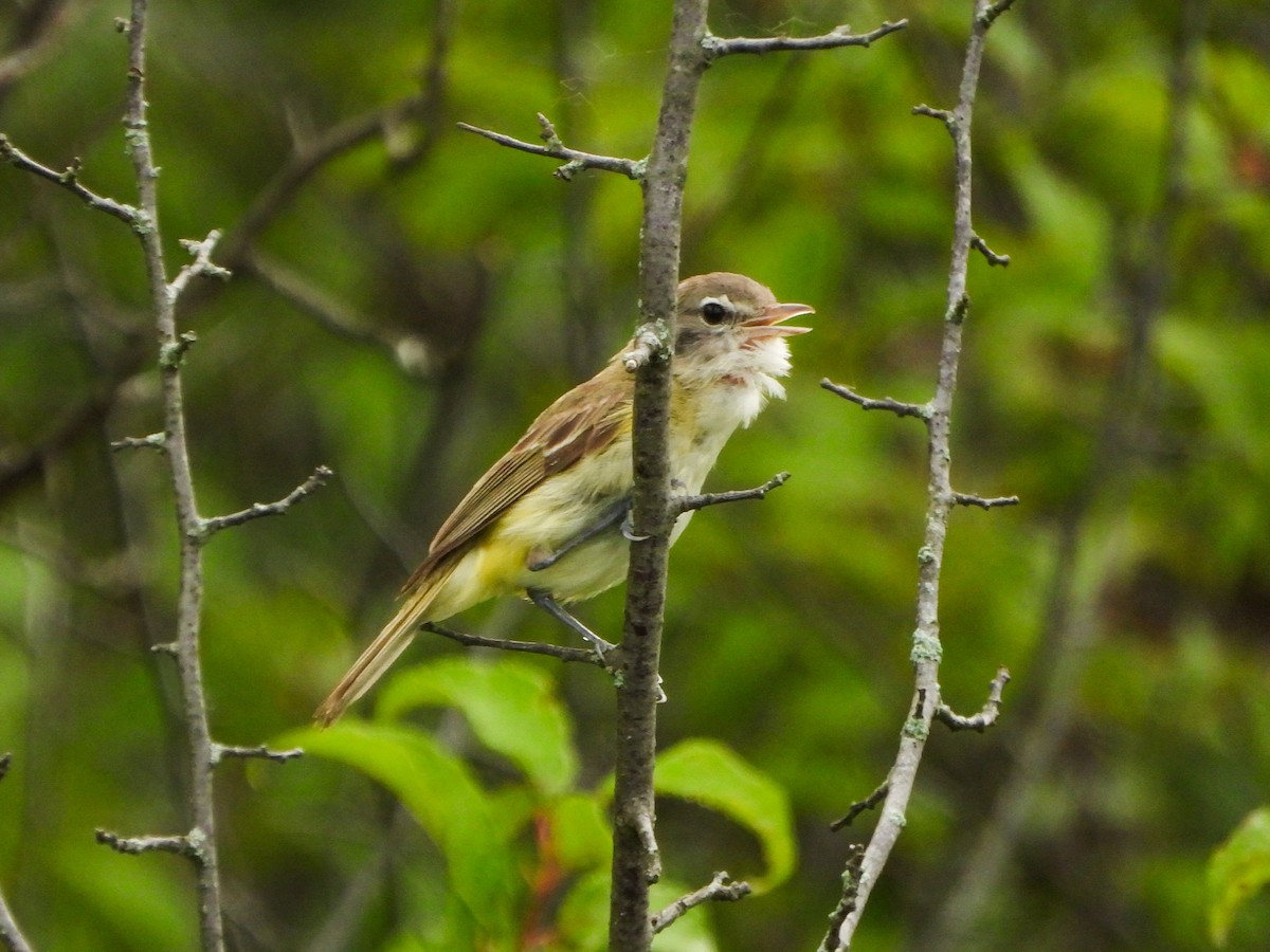 krattvireo - ML638874866