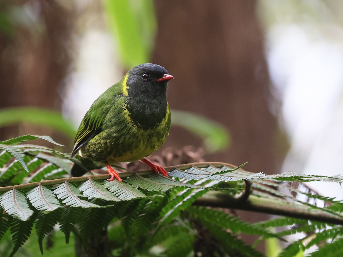 Cotinga vert et noir - ML638874871