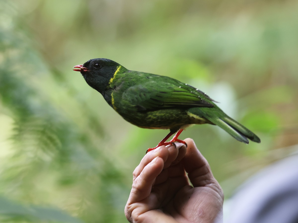 Cotinga vert et noir - ML638874873