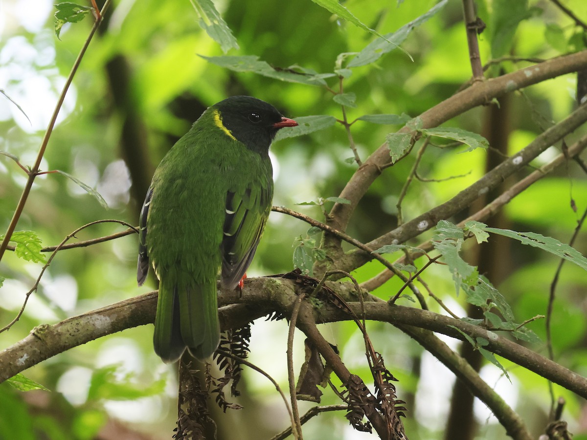Cotinga vert et noir - ML638874876