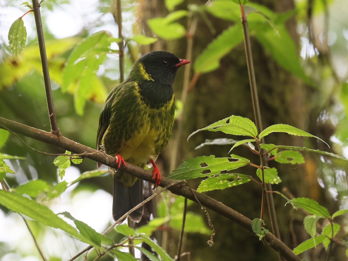 Cotinga vert et noir - ML638874881