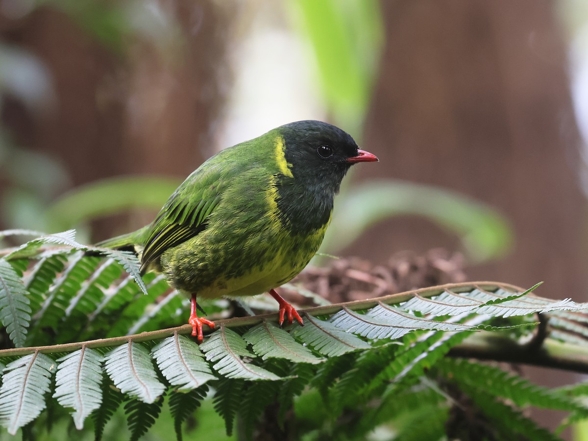 Cotinga vert et noir - ML638874882