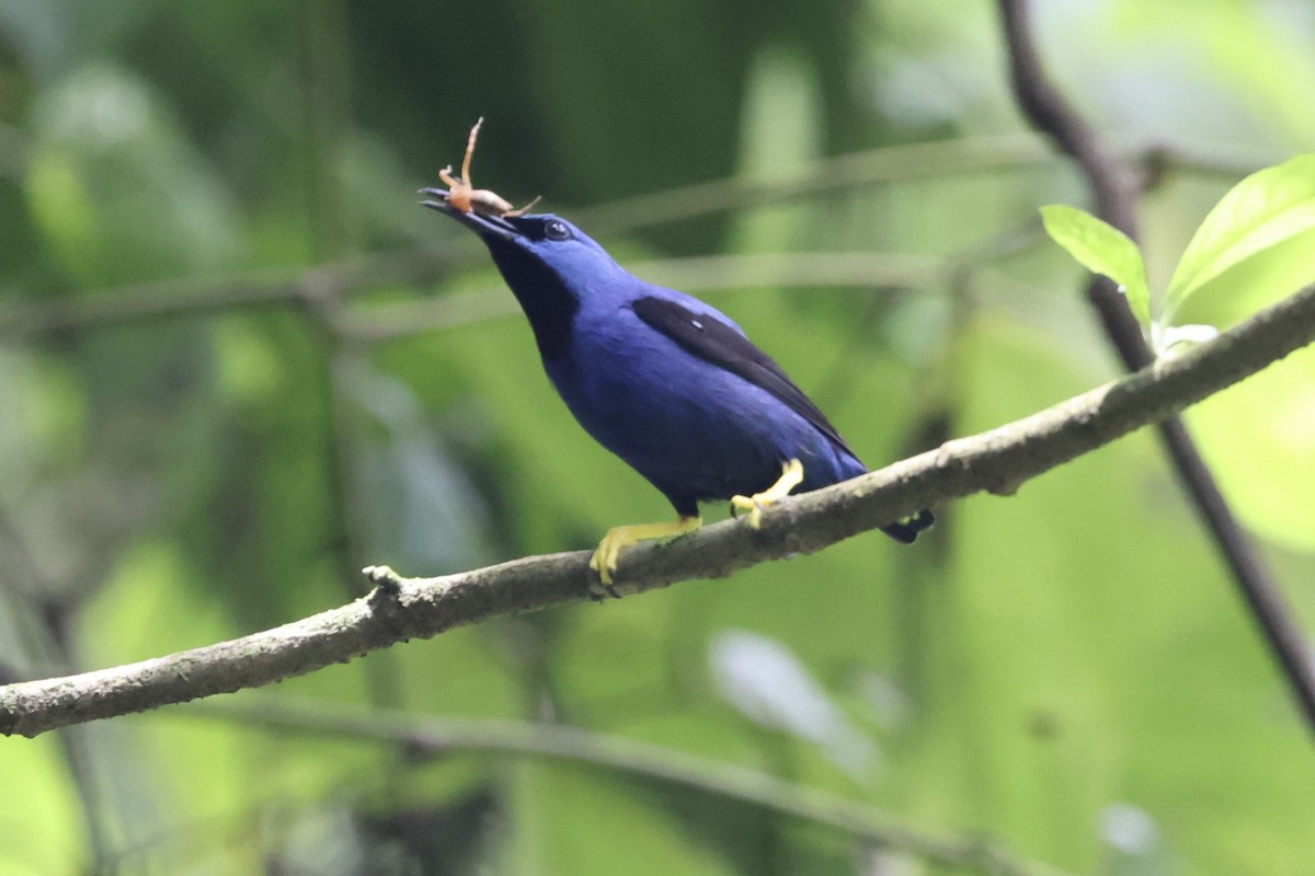 Shining Honeycreeper - ML638874925