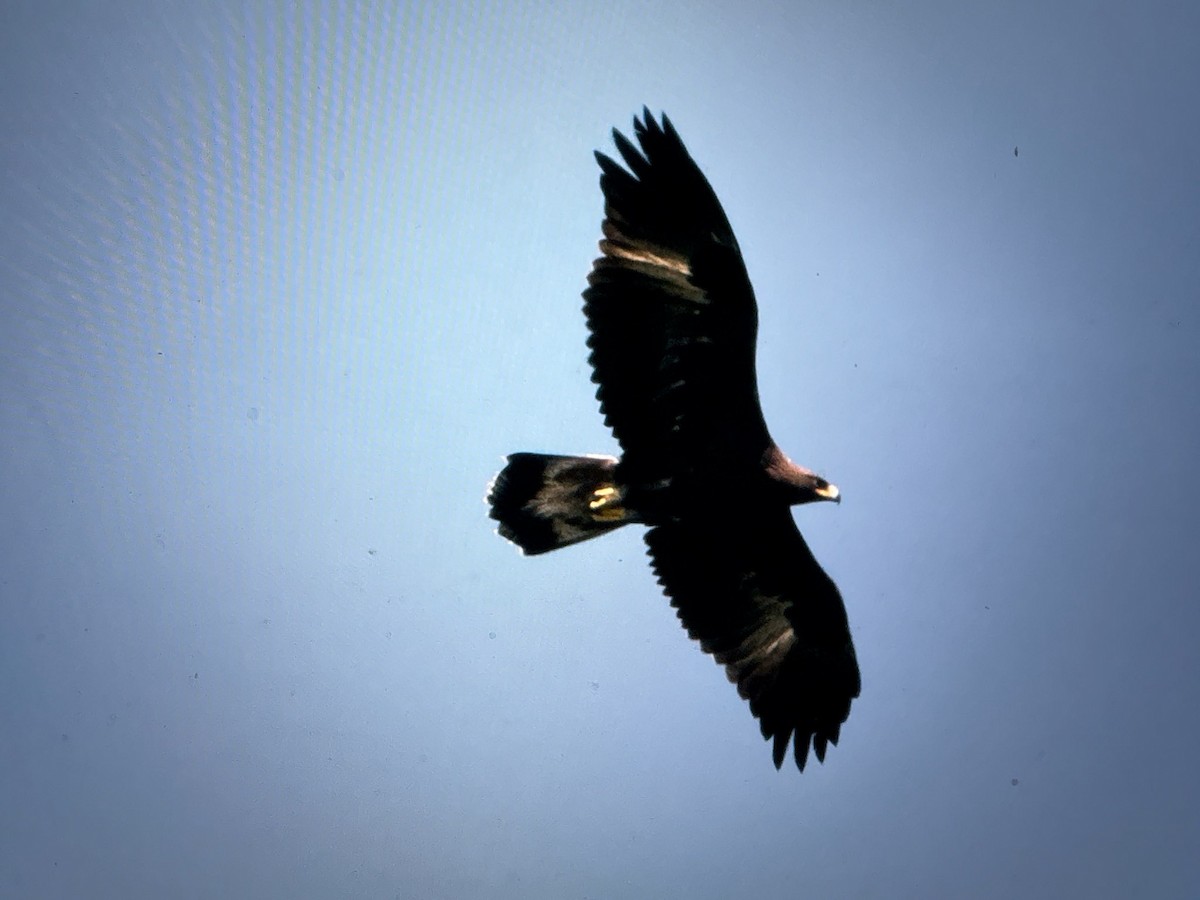 Golden Eagle - ML638874975