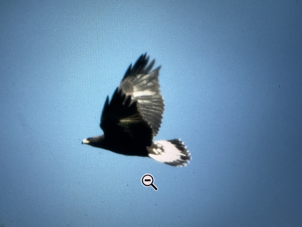 Golden Eagle - ML638874976