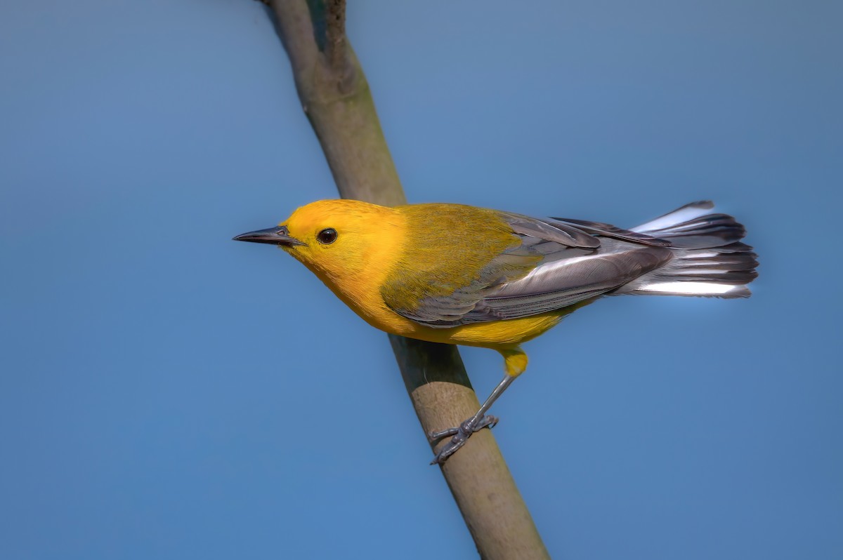 Prothonotary Warbler - ML638875152