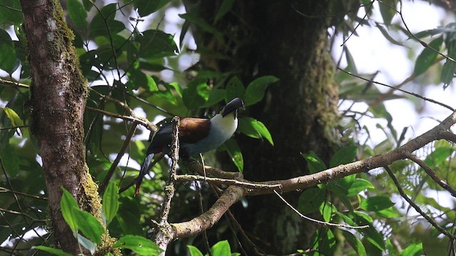 Black-billed Mountain-Toucan - ML638875190