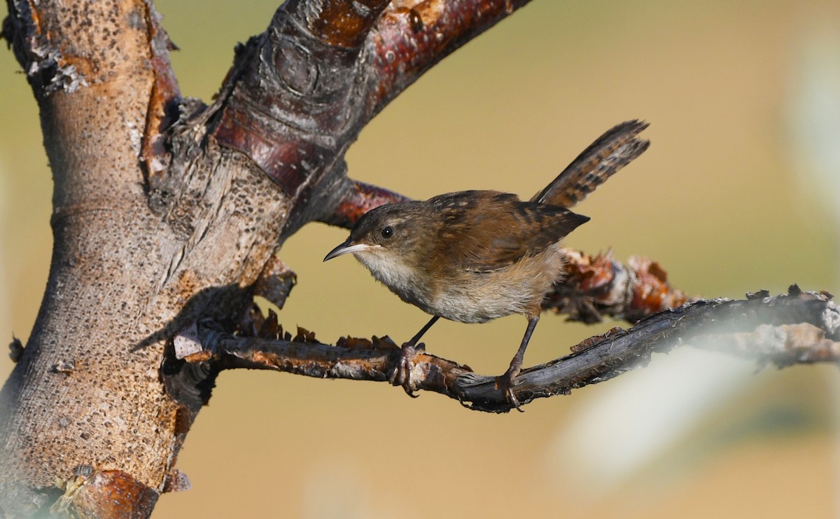 Marsh Wren - ML638875239