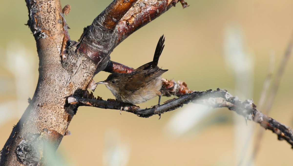 Marsh Wren - ML638875240