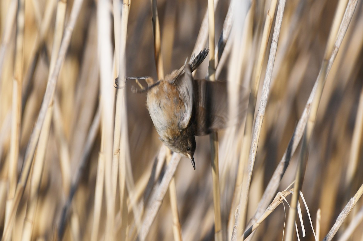 Marsh Wren - ML638875241