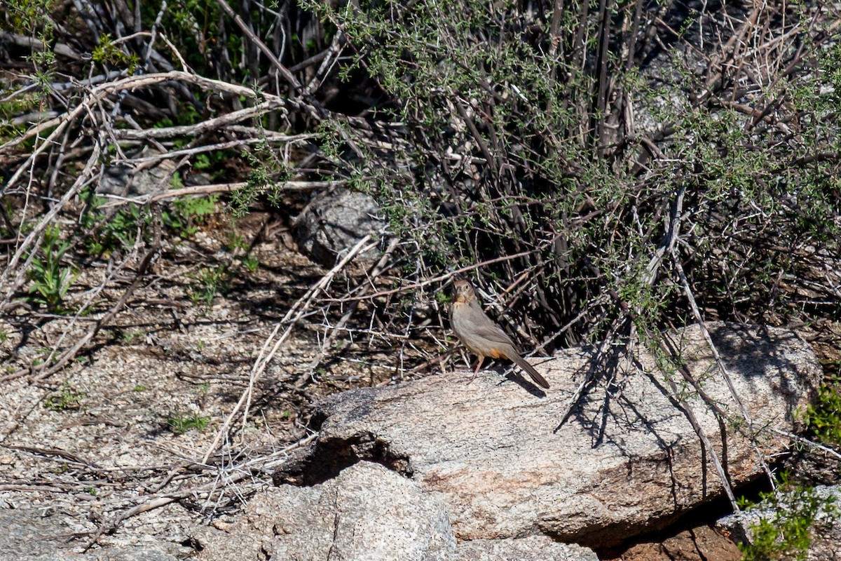 Canyon Towhee - ML638875249