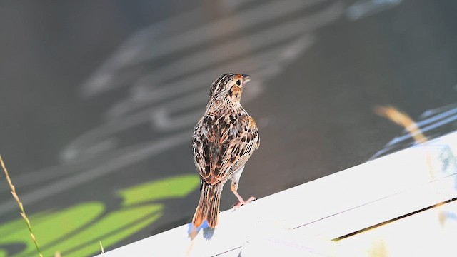Grasshopper Sparrow - ML638875265