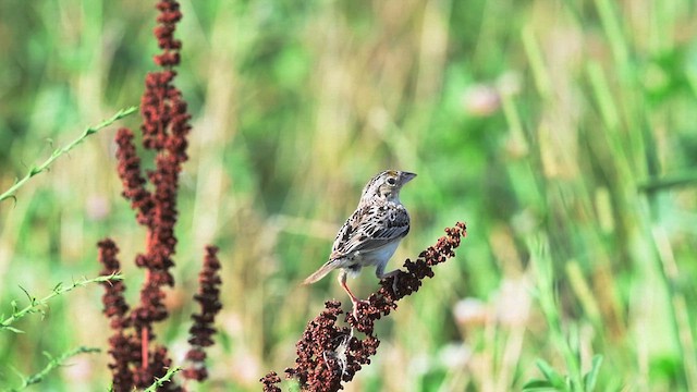 Grasshopper Sparrow - ML638875273