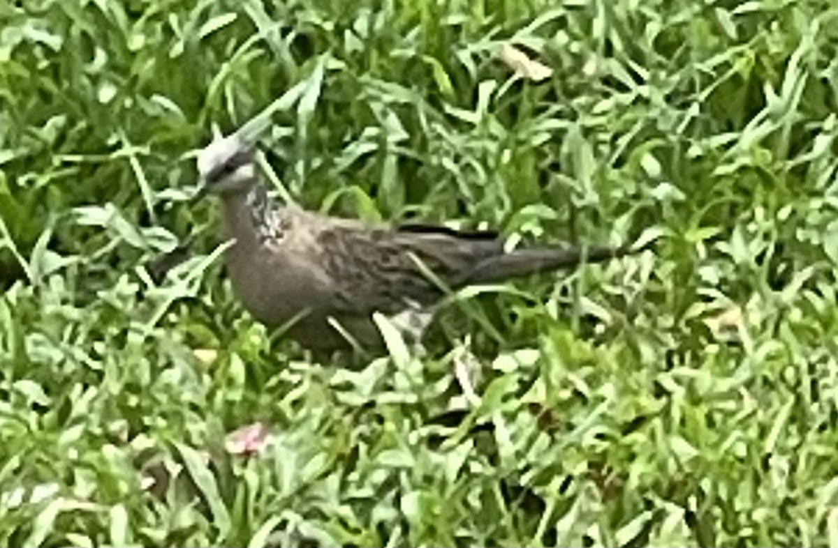 Spotted Dove - ML638875336