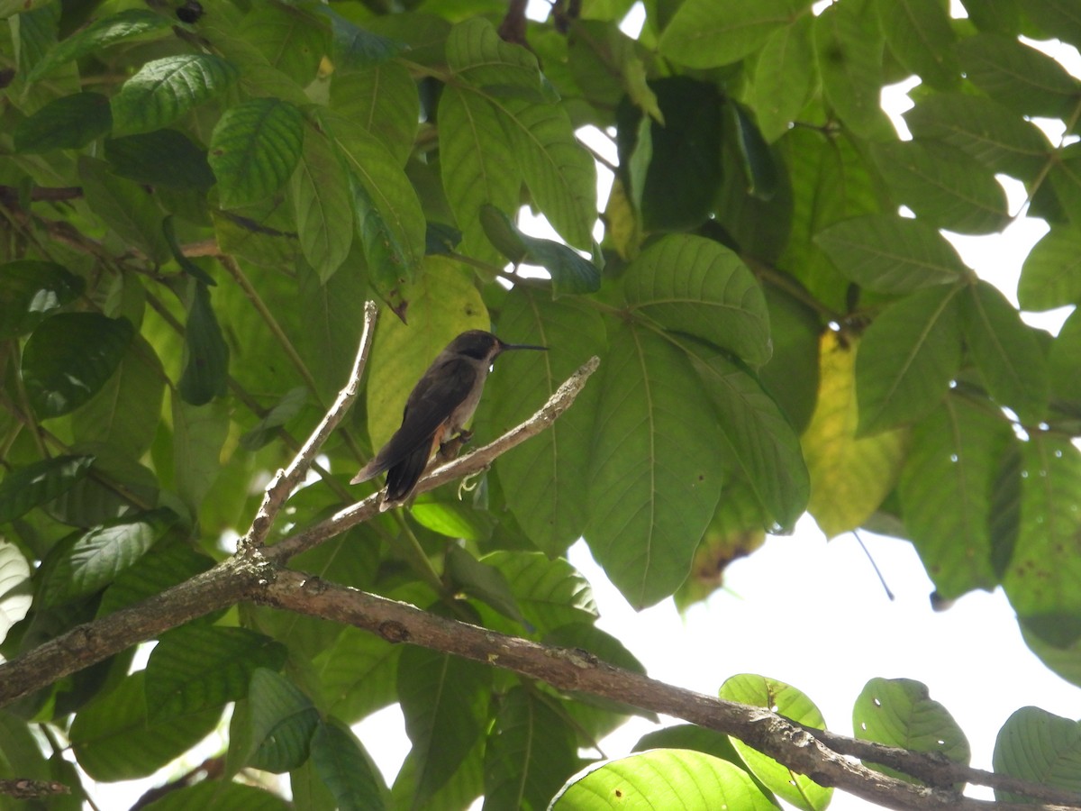 Brown Violetear - ML638875397