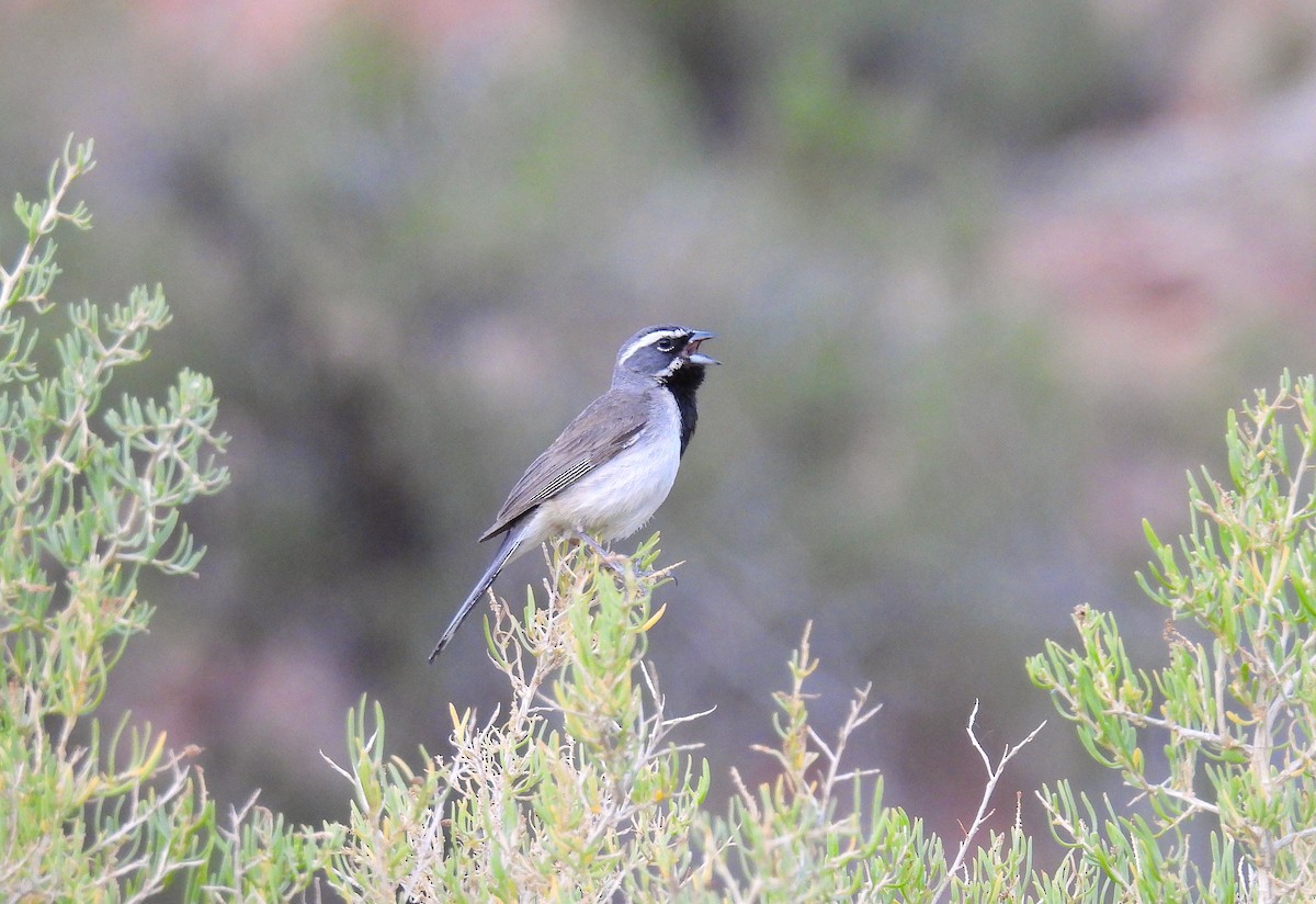 Black-throated Sparrow - ML638875436