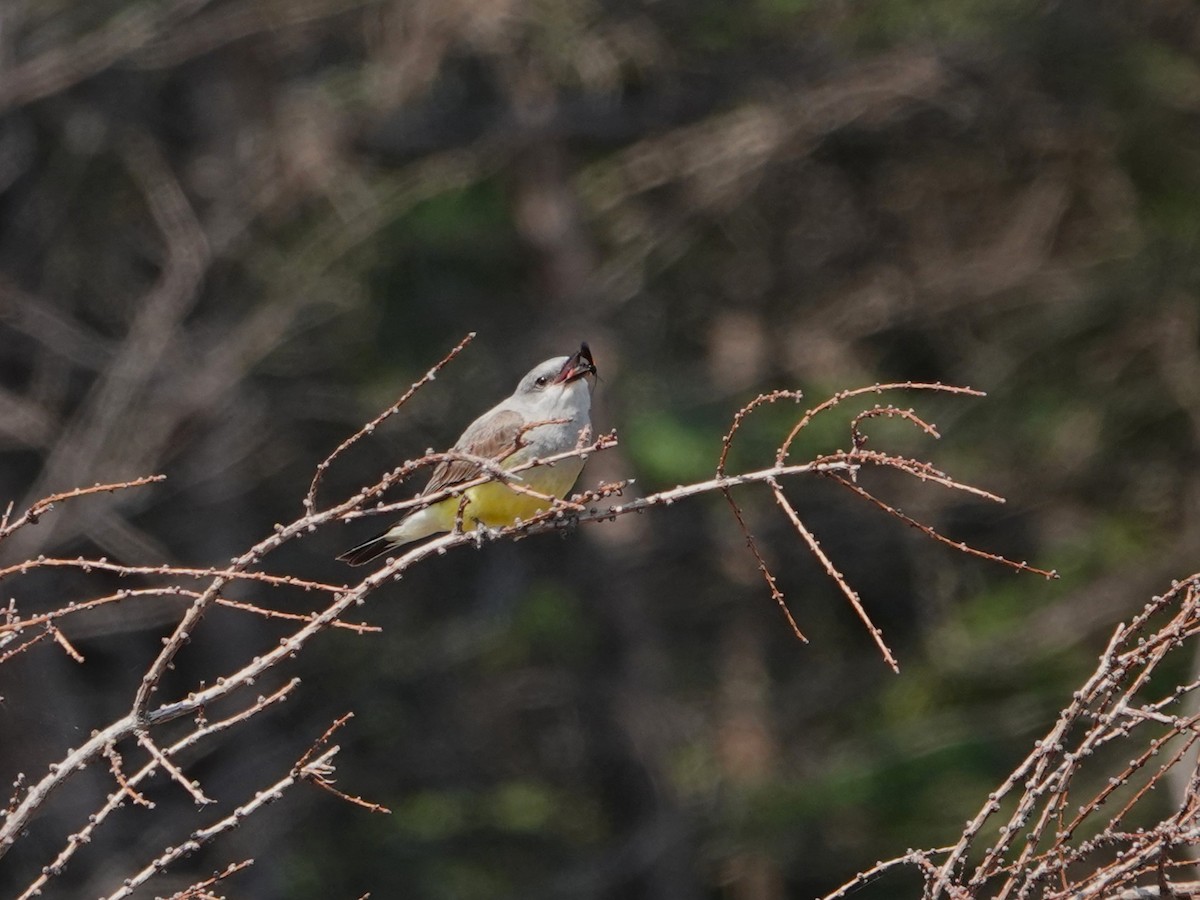 Western Kingbird - ML638875437