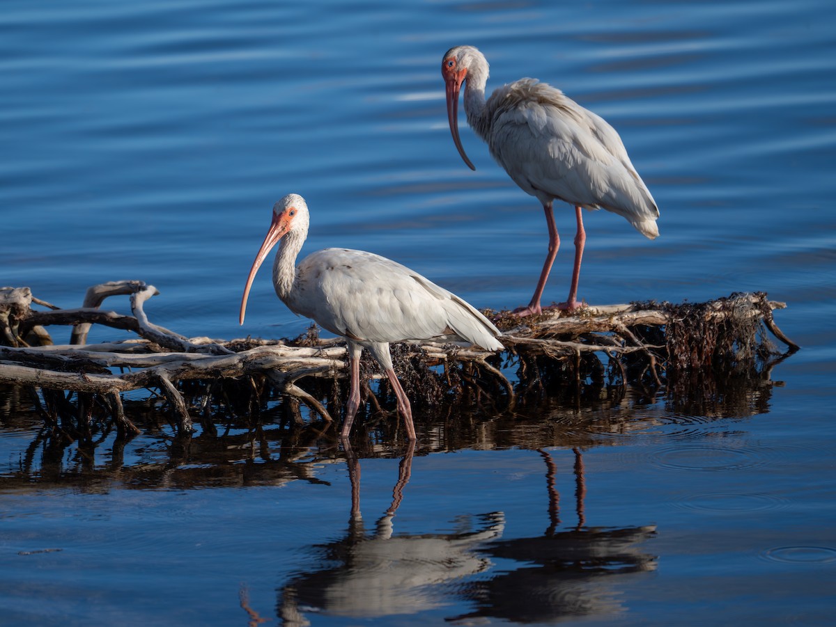 White Ibis - ML638875439